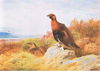 Red Grouse, pub. by Book Club Associates, 1972 by Archibald Thorburn